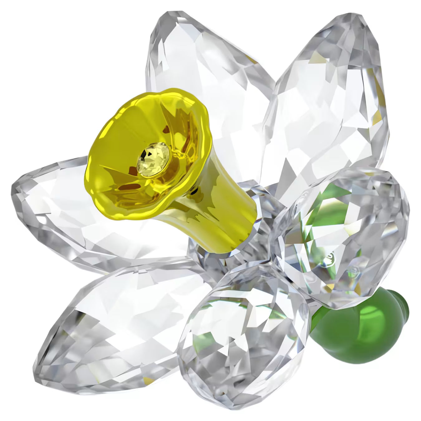 Florere Narciso