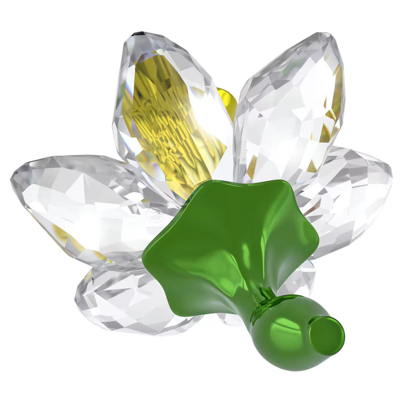 Florere Narciso