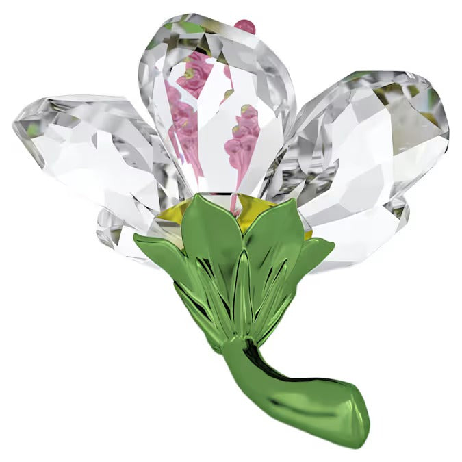 Florere Ibisco Piccolo