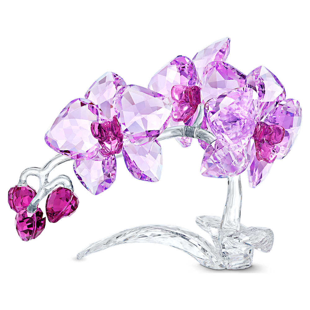 Orchidea